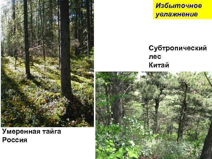 Избыточное увлажнение Субтропический лес Китай Умеренная тайга Россия 