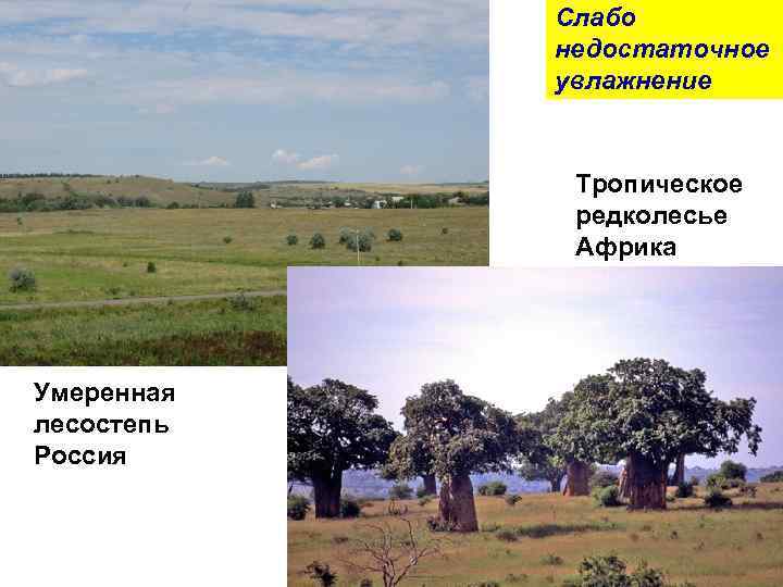 Слабо недостаточное увлажнение Тропическое редколесье Африка Умеренная лесостепь Россия 