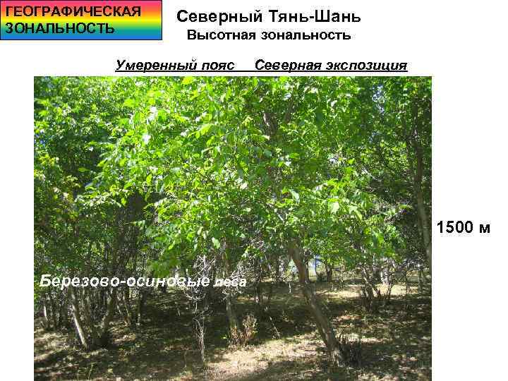 ГЕОГРАФИЧЕСКАЯ ЗОНАЛЬНОСТЬ Северный Тянь-Шань Высотная зональность Умеренный пояс Северная экспозиция 1500 м Березово-осиновые леса