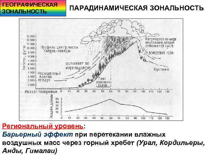 ГЕОГРАФИЧЕСКАЯ ЗОНАЛЬНОСТЬ ПАРАДИНАМИЧЕСКАЯ ЗОНАЛЬНОСТЬ Региональный уровень: Барьерный эффект при перетекании влажных воздушных масс через
