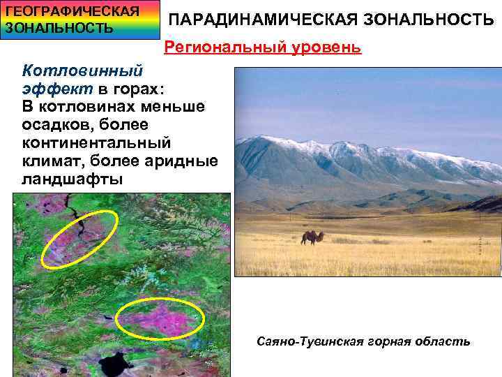 ГЕОГРАФИЧЕСКАЯ ЗОНАЛЬНОСТЬ ПАРАДИНАМИЧЕСКАЯ ЗОНАЛЬНОСТЬ Региональный уровень Котловинный эффект в горах: В котловинах меньше осадков,
