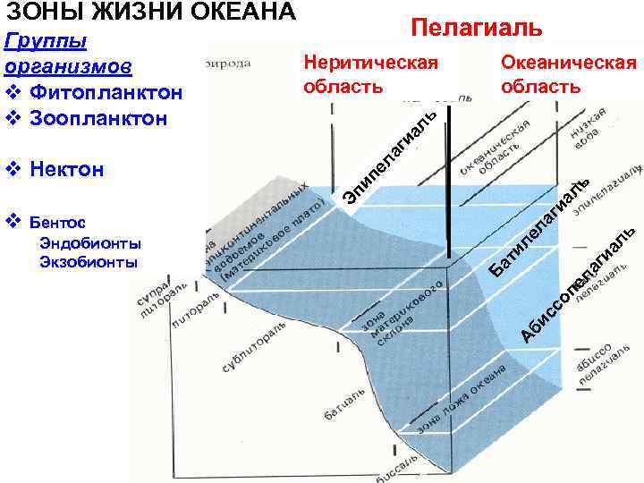 ЗОНЫ ЖИЗНИ ОКЕАНА Океаническая область ал ь Неритическая область ь пе иа л Эп