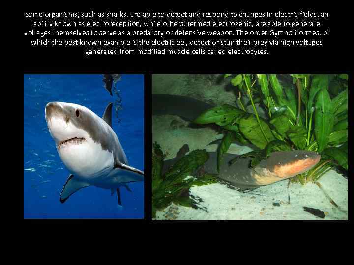 Some organisms, such as sharks, are able to detect and respond to changes in