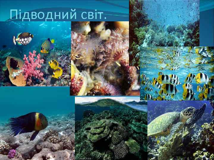 Підводний світ. 