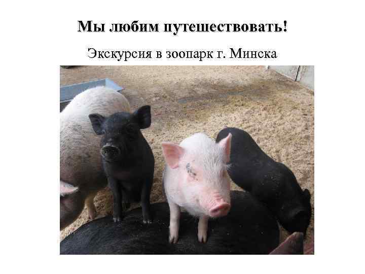 Мы любим путешествовать! Экскурсия в зоопарк г. Минска 