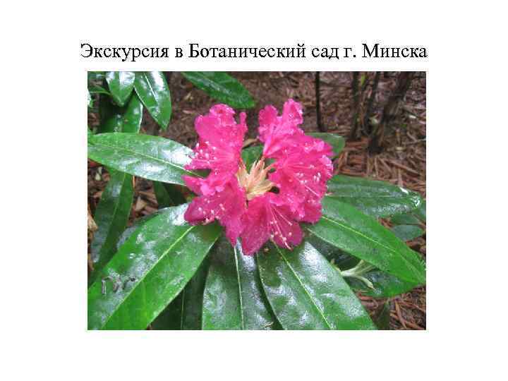 Экскурсия в Ботанический сад г. Минска 