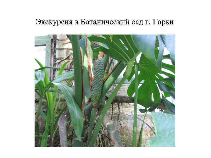 Экскурсия в Ботанический сад г. Горки 