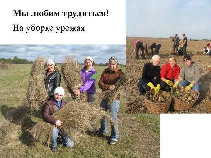 Мы любим трудиться! На уборке урожая 