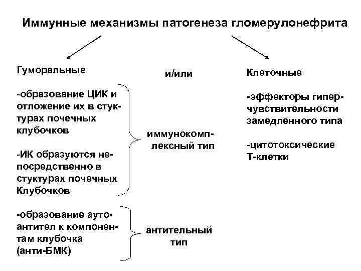 Схема иммунокомплексного повреждения клубочков