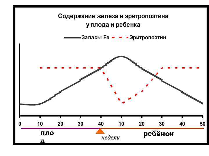 пло д ребёнок 