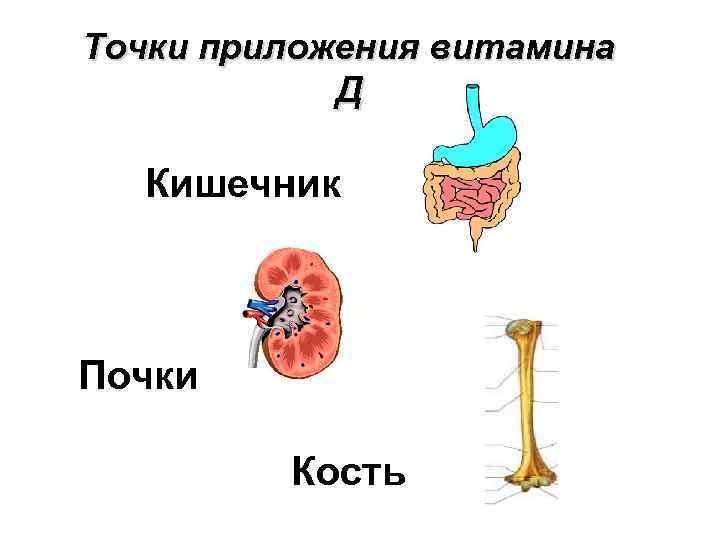 Приложение витаминка. Точки приложения витамина д. Точками приложения действия витамина д являются. Влияние витамина д на кишечник. Витамин д в почках.