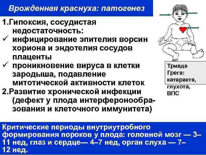 Врожденная краснуха: патогенез 1. Гипоксия, сосудистая недостаточность: ü инфицирование эпителия ворсин хориона и эндотелия