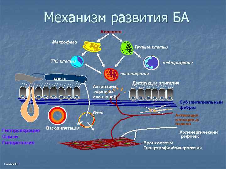 Механизм развития БА Aллерген Макрофаги Тучные клетки Th 2 клетки нейтрофилы эозинофилы слизь Активация