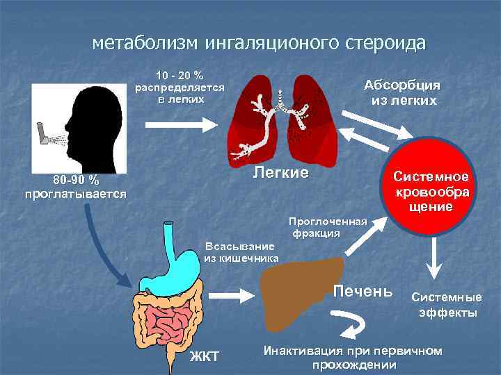 метаболизм ингаляционого стероида 10 - 20 % распределяется в легких Абсорбция из легких Легкие