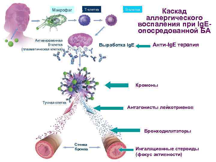 Макрофаг Каскад аллергического воспаления при Ig. Eопосредованной БА T-клетка Активированная B-клетка (плазматическая клетка) Аллерген
