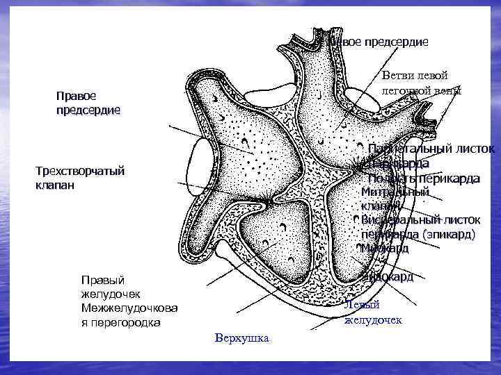 Левое предсердие рисунок