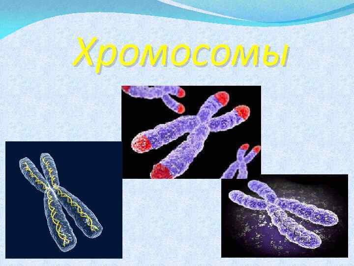 Хромосомы 