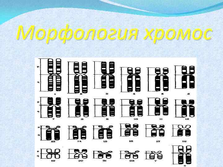 Морфология хромос 