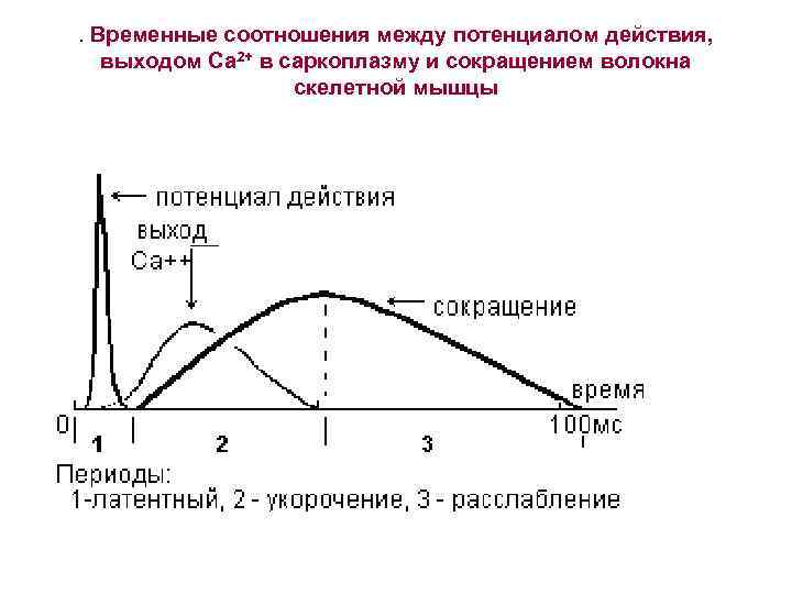 Потенциал покоя гладкомышечного волокна равен. Фазы потенциала действия мышечного волокна. Потенциал действия скелетной мышцы график. Потенциал покоя мышечного волокна скелетной мышцы. График потенциала действия для мышечного волокна.