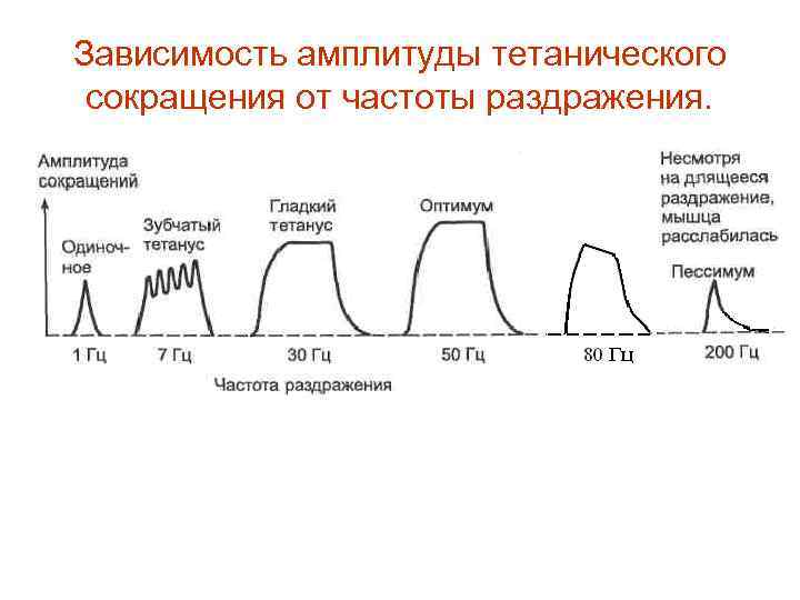 Уменьшение частоты. Зависимость амплитуды мышечного сокращения от частоты раздражителя. Зависимость амплитуды мышечного сокращения от частоты. Зависимость амплитуды сокращения от силы раздражения. Зависимость амплитуды сокращения от частоты раздражения.