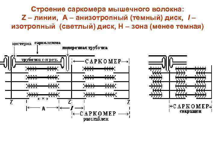 Зона н м. Схема строения саркомера. Строение саркомера мышечного волокна. Строение саркомера мышечного волокна физиология. Строение саркомера физиология.