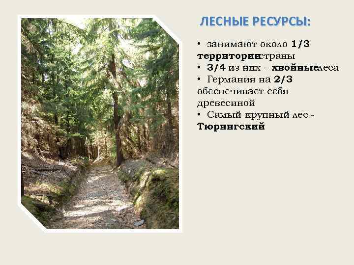 ЛЕСНЫЕ РЕСУРСЫ: • занимают около 1/3 территории страны • 3/4 из них – хвойныелеса