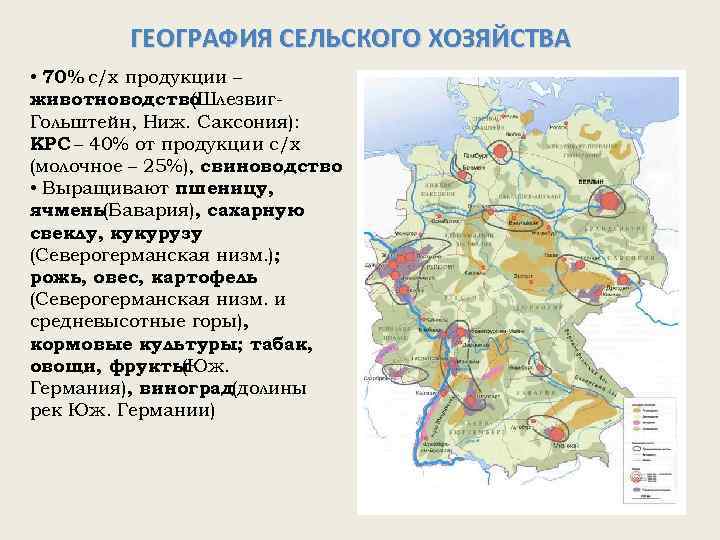 ГЕОГРАФИЯ СЕЛЬСКОГО ХОЗЯЙСТВА • 70% с/х продукции – животноводство (Шлезвиг. Гольштейн, Ниж. Саксония): КРС