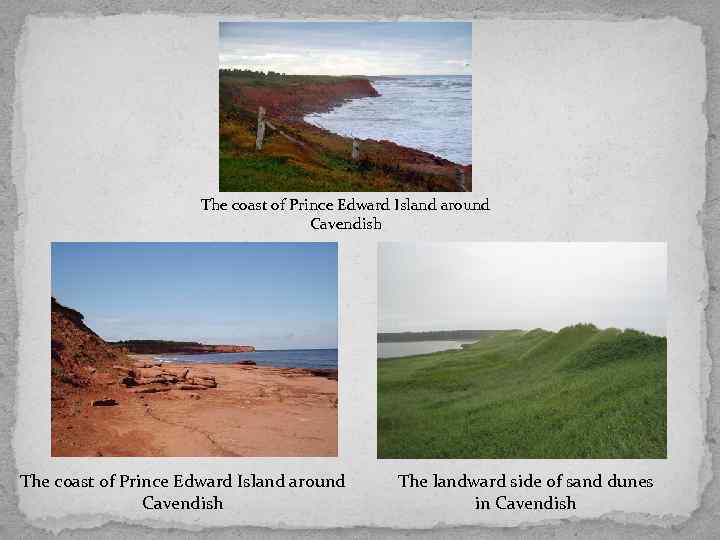 The coast of Prince Edward Island around Cavendish The landward side of sand dunes