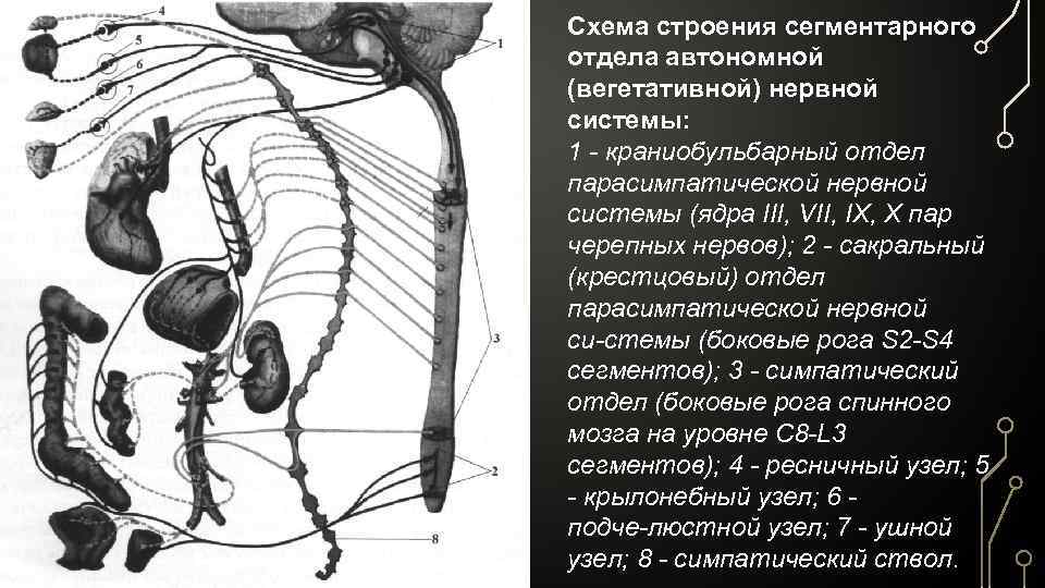 Схема строения сегментарного отдела автономной (вегетативной) нервной системы: 1 краниобульбарный отдел парасимпатической нервной системы