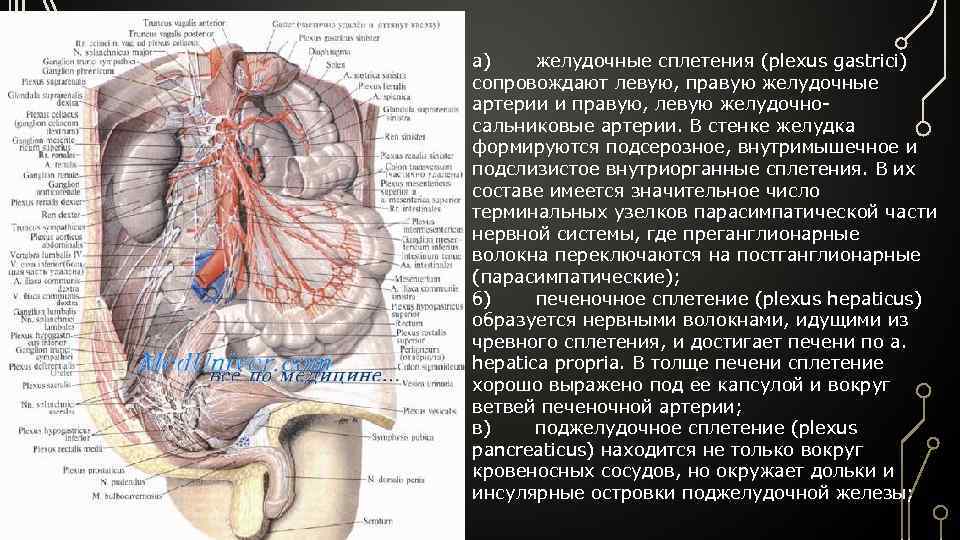 Желудочная артерия является ветвью