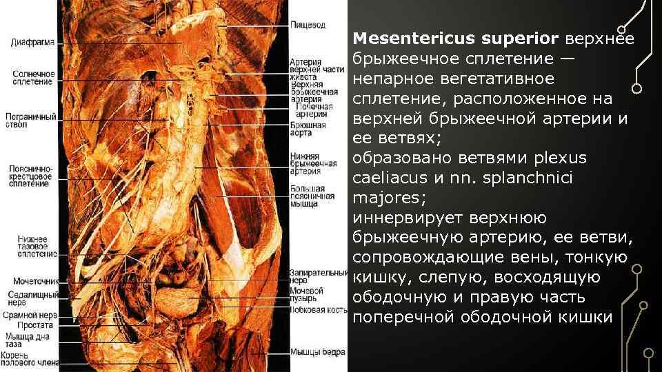 Mesentericus superior верхнее брыжеечное сплетение — непарное вегетативное сплетение, расположенное на верхней брыжеечной артерии