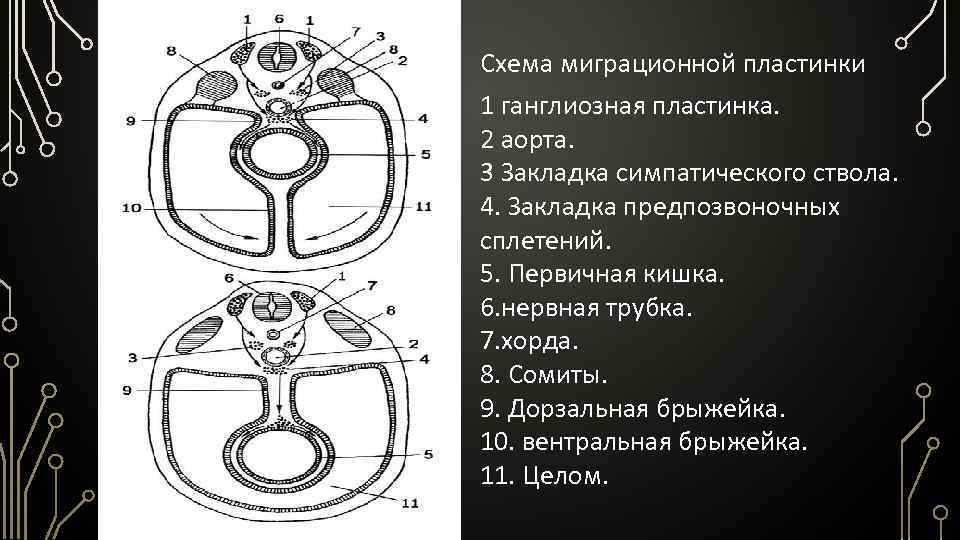 Схема миграционной пластинки 1 ганглиозная пластинка. 2 аорта. 3 Закладка симпатического ствола. 4. Закладка