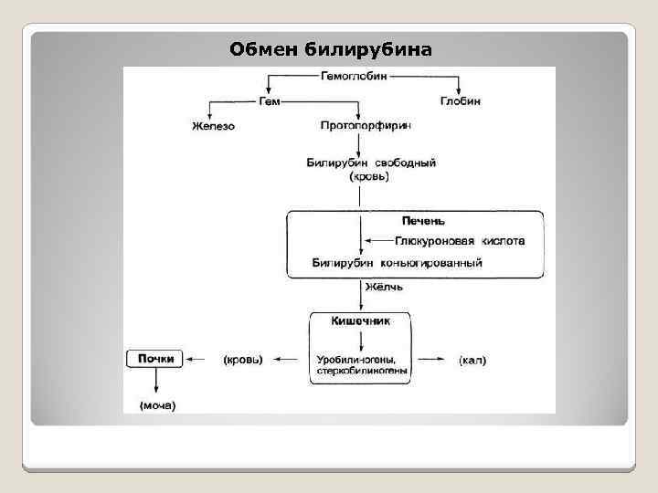 Схему образования желчных пигментов