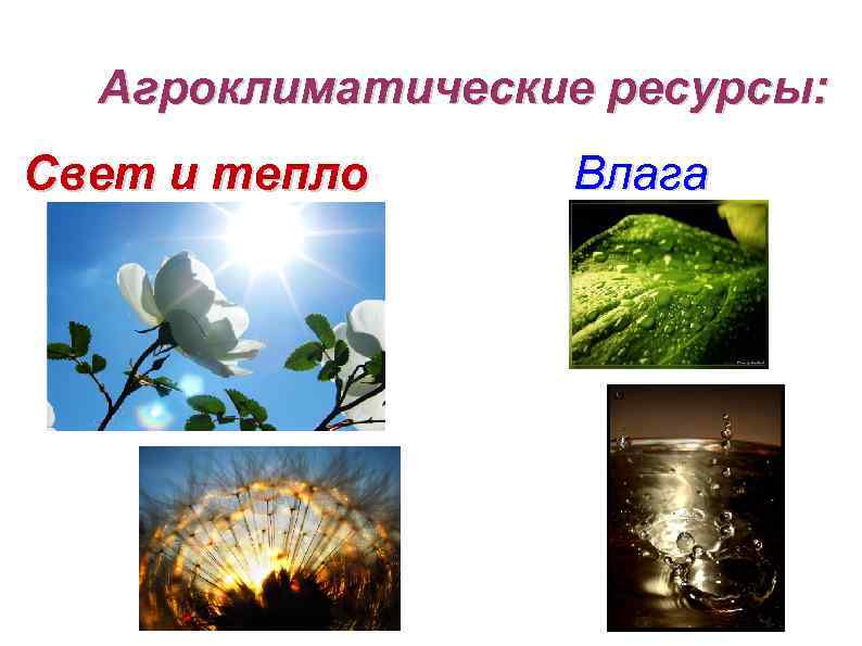 Тепло влага