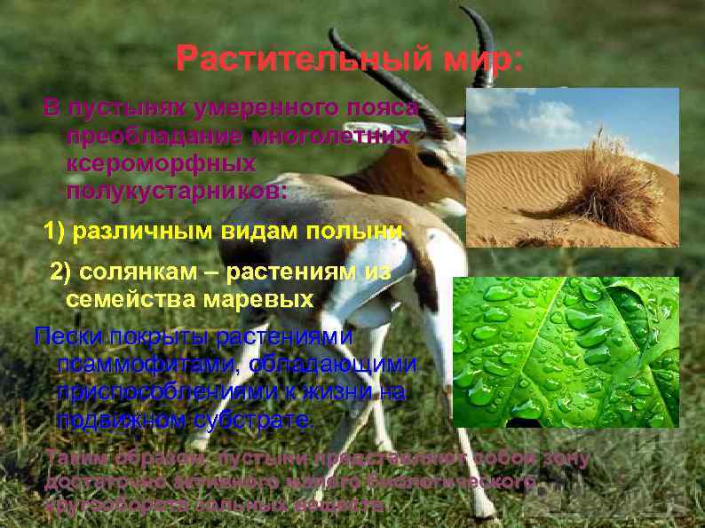 Растительный мир: В пустынях умеренного пояса преобладание многолетних ксероморфных полукустарников: 1) различным видам полыни