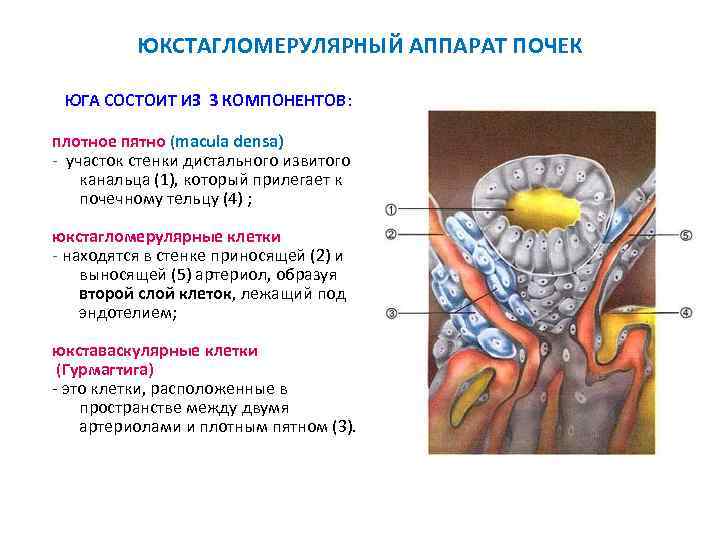 ЮКСТАГЛОМЕРУЛЯРНЫЙ АППАРАТ ПОЧЕК ЮГА СОСТОИТ ИЗ 3 КОМПОНЕНТОВ: плотное пятно (macula densa) - участок