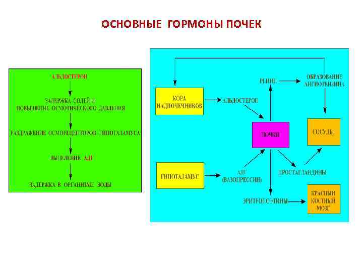 ОСНОВНЫЕ ГОРМОНЫ ПОЧЕК 