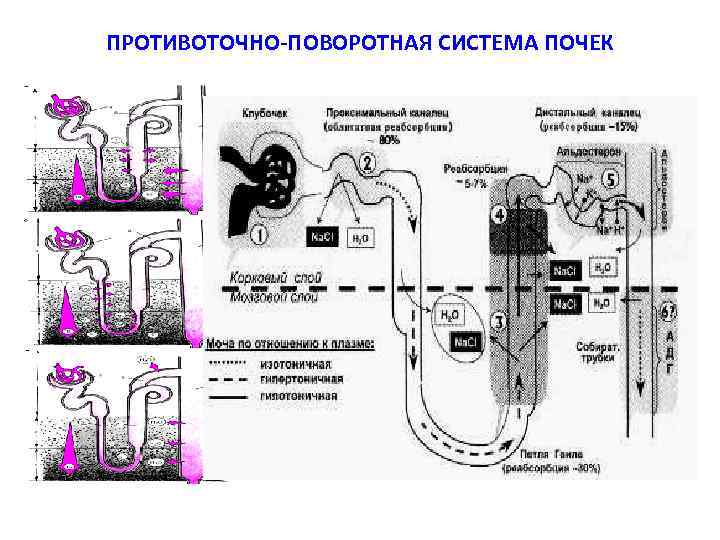 ПРОТИВОТОЧНО-ПОВОРОТНАЯ СИСТЕМА ПОЧЕК 