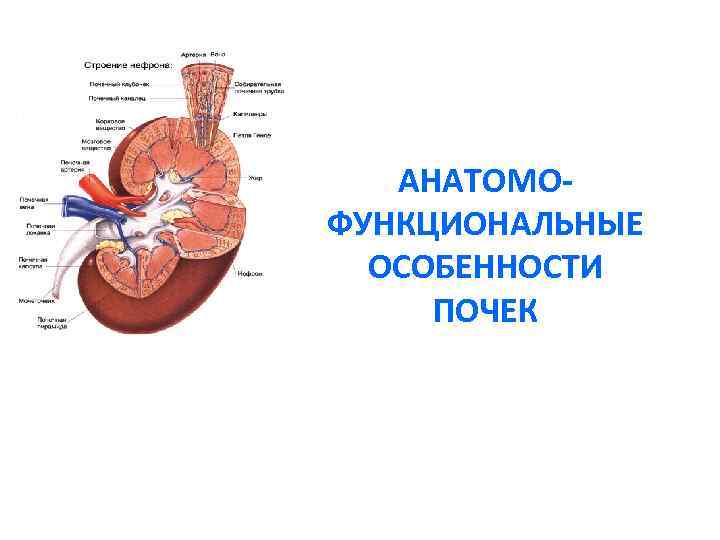 На рисунке 89 найдите органы мочевыделительной системы и проследите путь мочи от почек