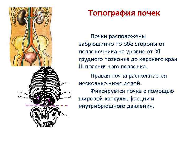 Презентация топография почек