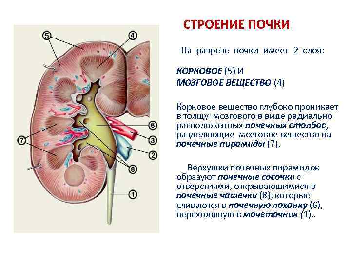 СТРОЕНИЕ ПОЧКИ На разрезе почки имеет 2 слоя: КОРКОВОЕ (5) И МОЗГОВОЕ ВЕЩЕСТВО (4)