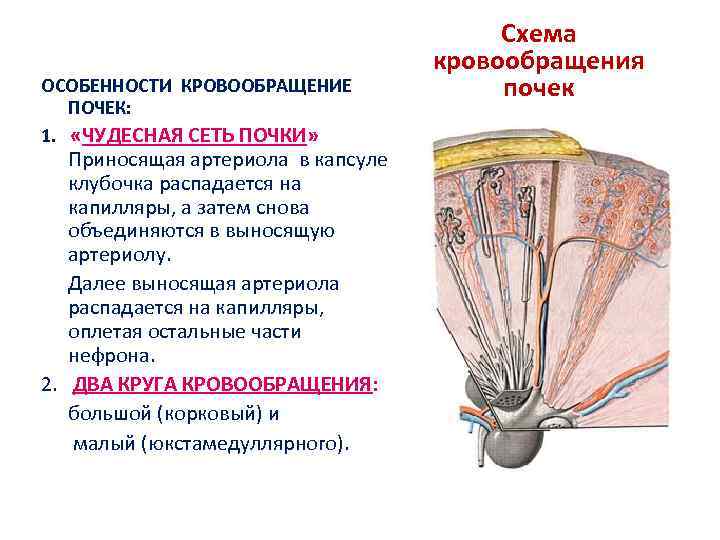 ОСОБЕННОСТИ КРОВООБРАЩЕНИЕ ПОЧЕК: 1. «ЧУДЕСНАЯ СЕТЬ ПОЧКИ» Приносящая артериола в капсуле клубочка распадается на