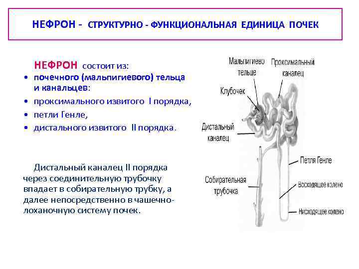 Функциональная единица часть какого органа изображена на рисунке