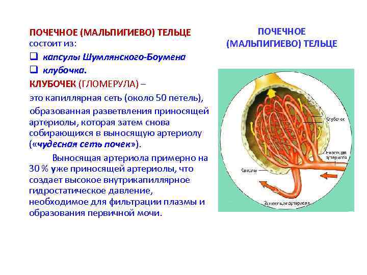 ПОЧЕЧНОЕ (МАЛЬПИГИЕВО) ТЕЛЬЦЕ состоит из: капсулы Шумлянского-Боумена клубочка. КЛУБОЧЕК (ГЛОМЕРУЛА) – это капиллярная сеть