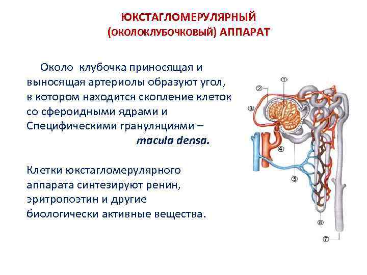 ЮКСТАГЛОМЕРУЛЯРНЫЙ (ОКОЛОКЛУБОЧКОВЫЙ) АППАРАТ Около клубочка приносящая и выносящая артериолы образуют угол, в котором находится