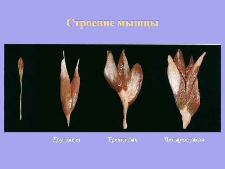 Строение мышцы Двуглавая Трехглавая Четырехглавая 