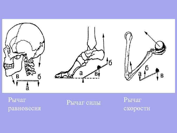 Рычаг равновесия Рычаг силы Рычаг скорости 