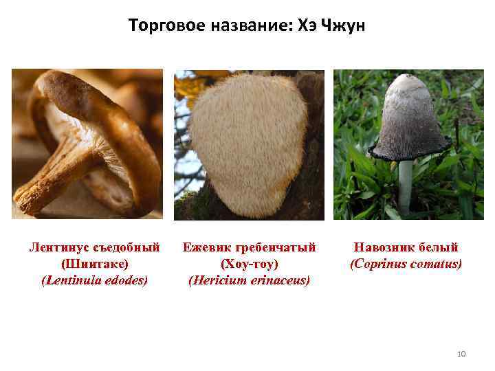 Торговое название: Хэ Чжун Лентинус съедобный (Шиитаке) (Lentinula edodes) Ежевик гребенчатый (Хоу-тоу) (Hericium erinaceus)