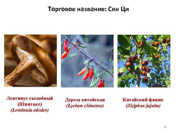 Торговое название: Сян Ци Лентинус съедобный (Шиитаке) (Lentinula edodes) Дереза китайская (Lycium chinense) Китайский