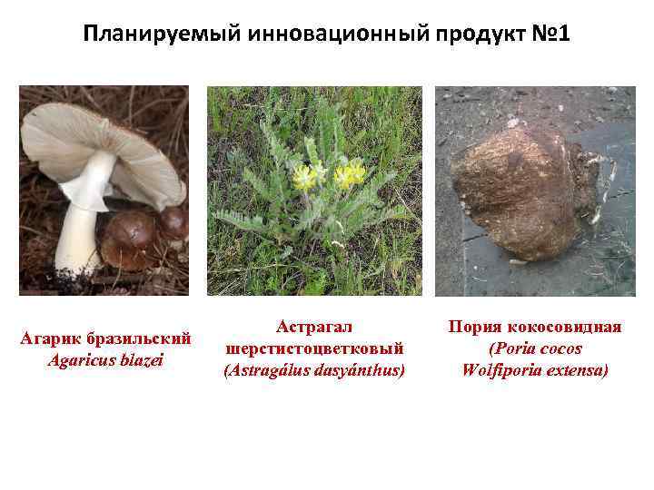Планируемый инновационный продукт № 1 Агарик бразильский Agaricus blazei Астрагал шерстистоцветковый (Astragálus dasyánthus) Пория